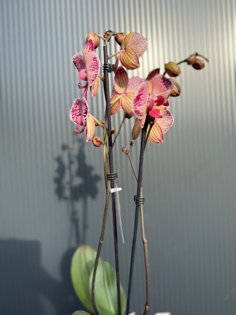 phalaenopsis paisaje | Storczyk przekwitnięty