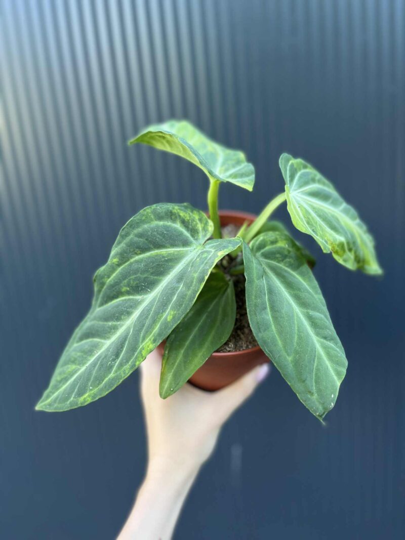 Anthurium Villenaorum Variegata