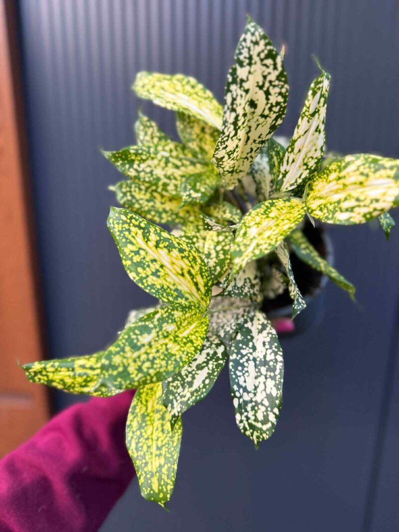 Dracaena surculosa ‘Florida Beauty’