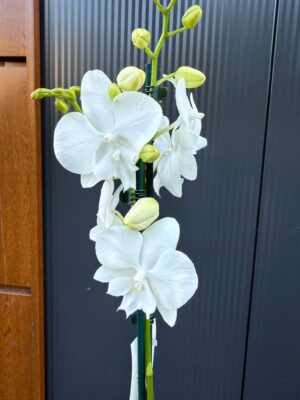 Phalaenopsis Charming Snow Big Lip | Storczyk