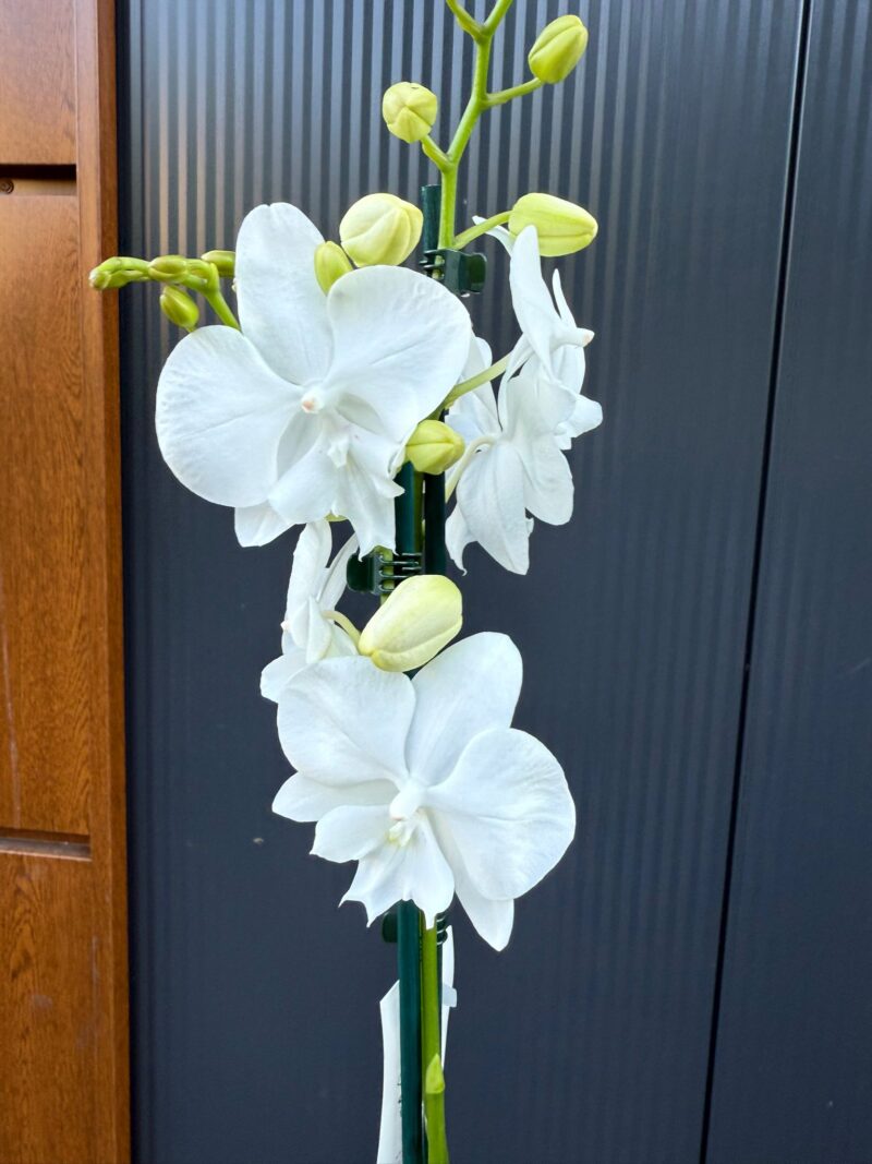Phalaenopsis Charming Snow Big Lip | Storczyk
