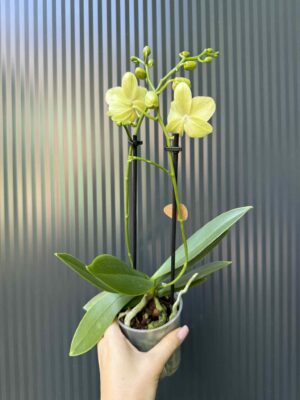 Phalaenopsis ‘Chad’ Yellow l Storczyk