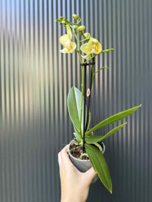 Phalaenopsis ‘Chad’ Yellow l Storczyk