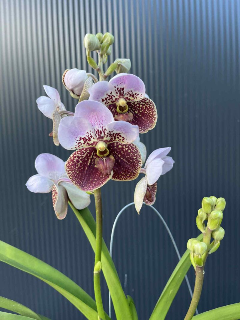 Storczyk Vanda “Hybryda Special ” 4 Storczyk Vanda “Hybryda Special ” 4