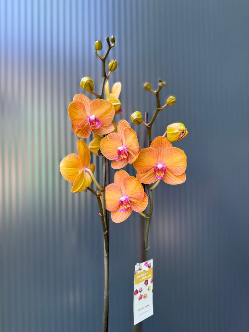 Phalaenopsis ‘Tamara’ | Storczyk