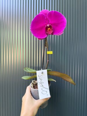 Phalaenopsis Singolo Shima | Storczyk