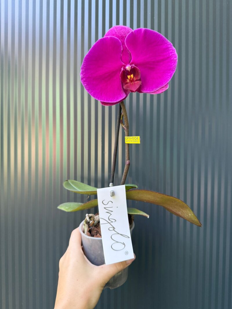 Phalaenopsis Singolo Shima | Storczyk