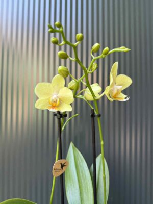 Phalaenopsis ‘Chad’ Yellow l Storczyk