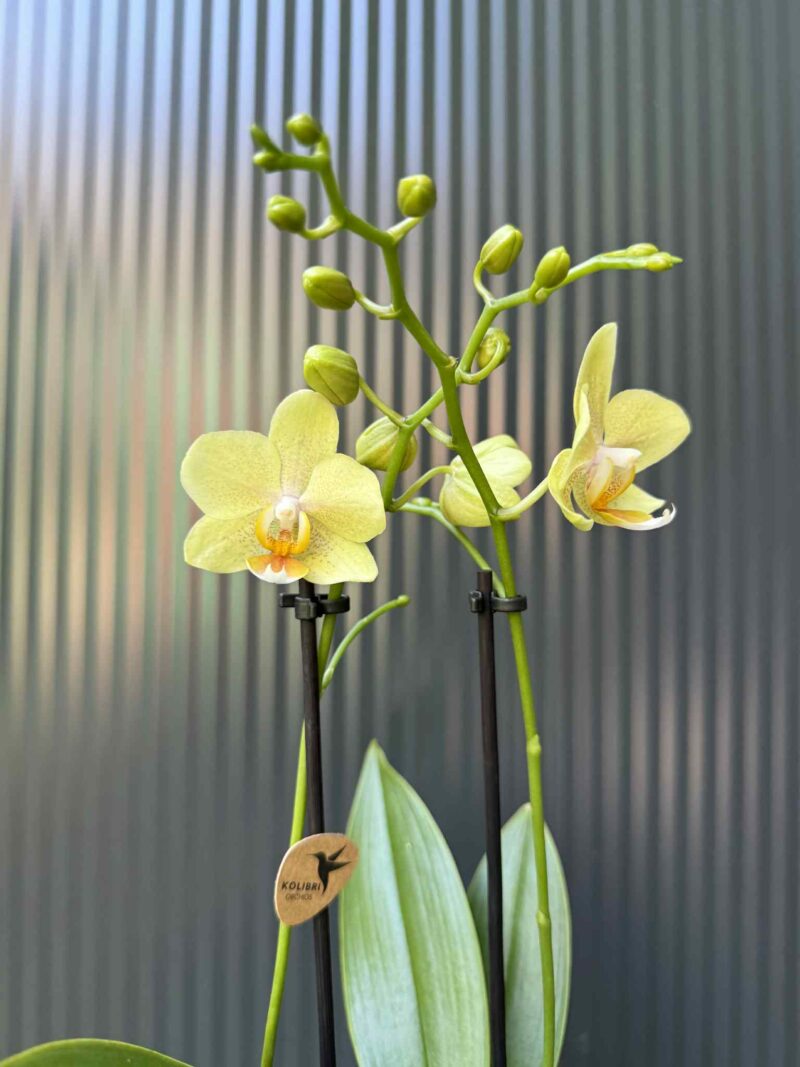 Phalaenopsis ‘Chad’ Yellow l Storczyk