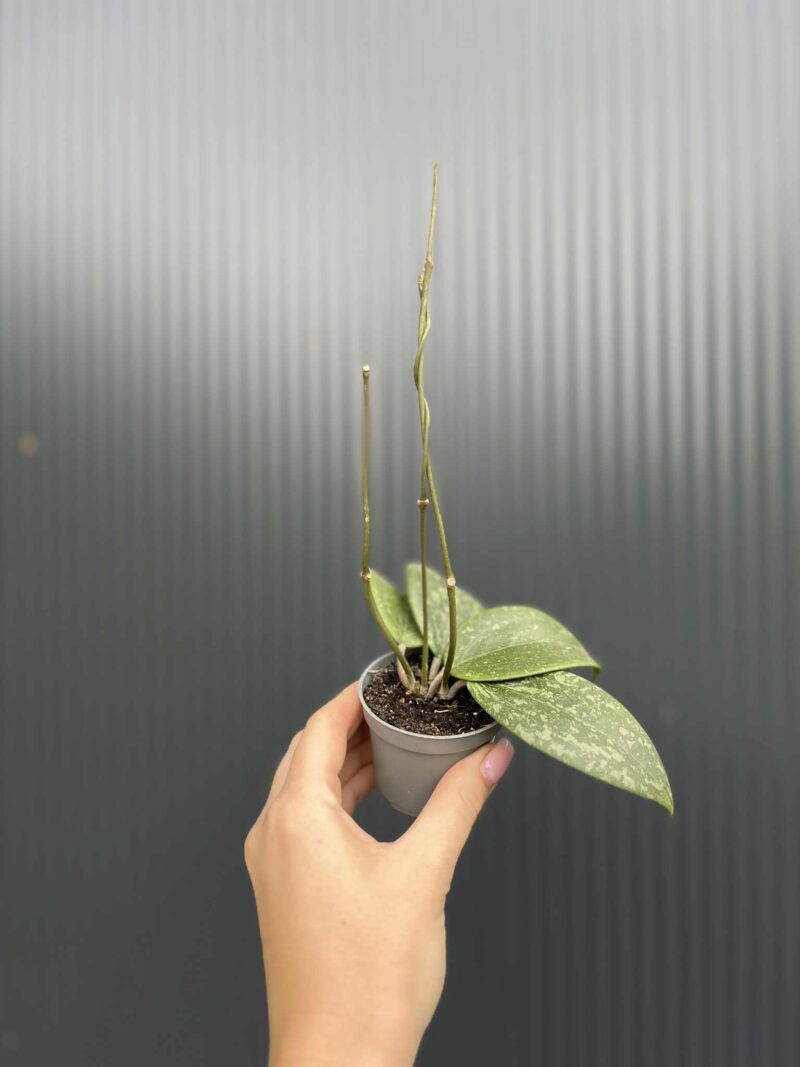 Hoya Wibergiae