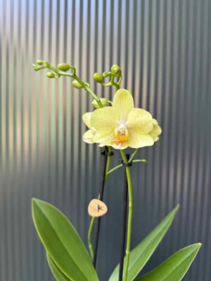 Phalaenopsis ‘Chad’ Yellow l Storczyk