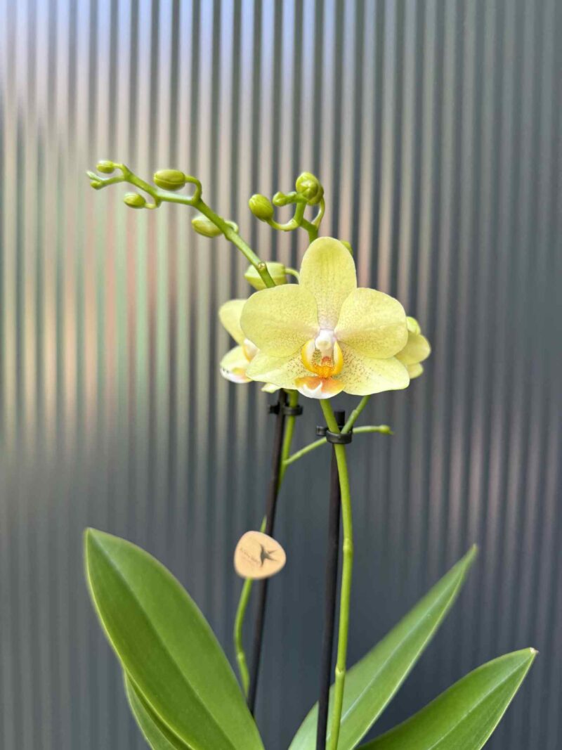 Phalaenopsis ‘Chad’ Yellow l Storczyk