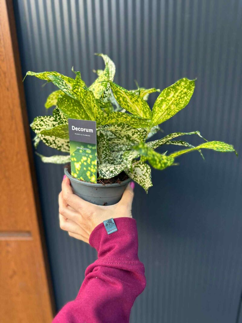 Dracaena surculosa ‘Florida Beauty’