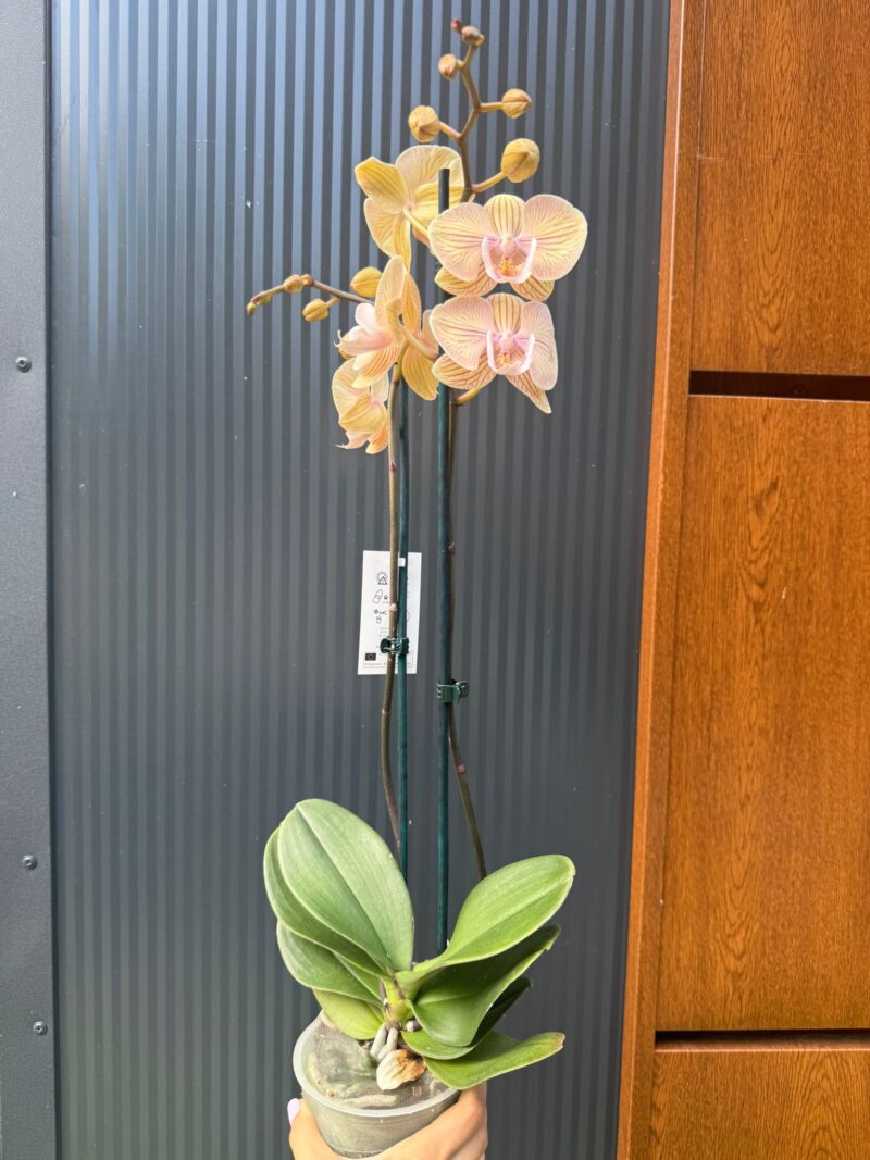 Phalaenopsis Karen Big Lip | Storczyk