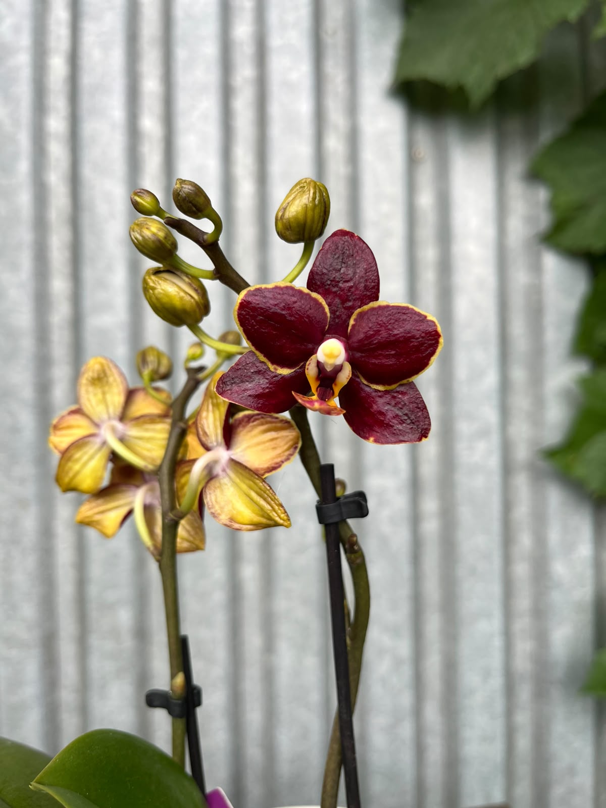 Phalaenopsis Sunrise Red Peoker 'Esmee' - maluszek | Storczyk