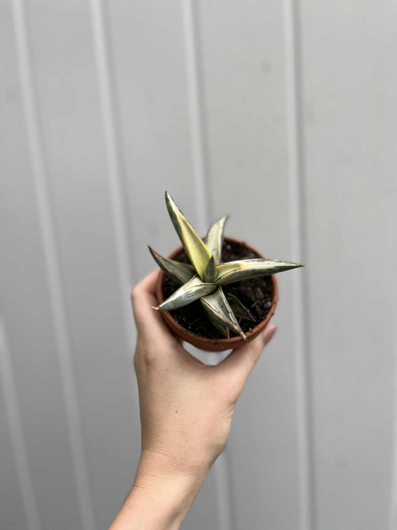 Sansevieria Lavranos Blue Clone Sansevieria Lavranos Blue Clone