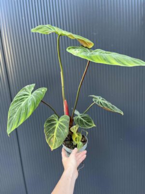 Philodendron ‘El Choco Red’ | Filodendron
