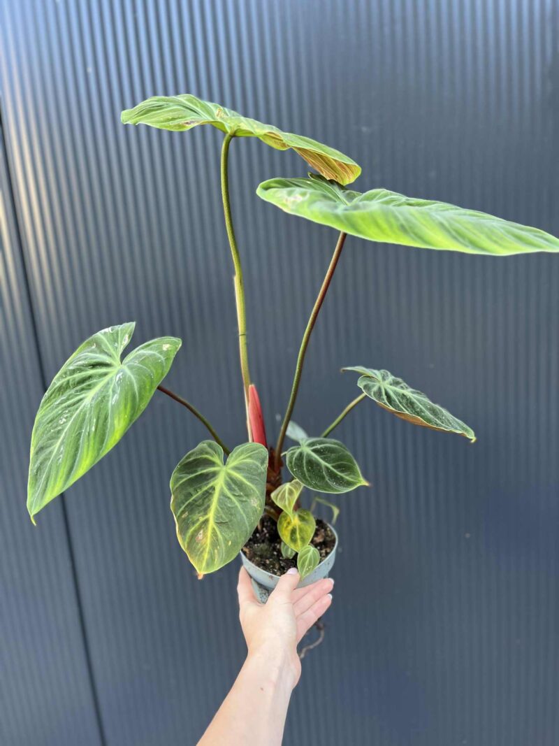 Philodendron ‘El Choco Red’ | Filodendron