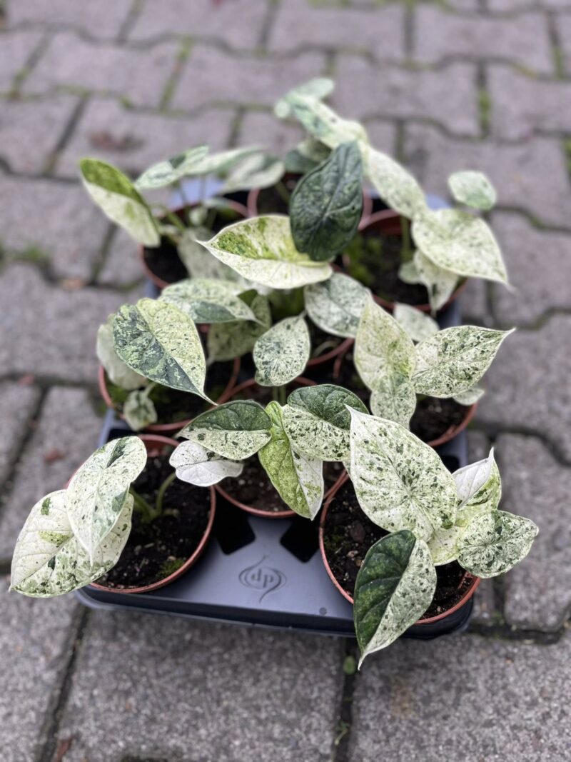 Alocasia Dragon Scale Mint Variegata
