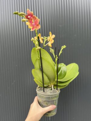 Phalaenopsis Aromio Tropical | Storczyk pachnący