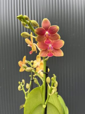 Phalaenopsis Aromio Tropical | Storczyk pachnący