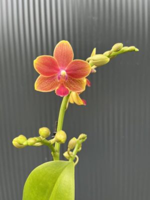 Phalaenopsis Aromio Tropical | Storczyk pachnący