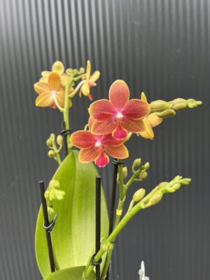 Phalaenopsis Aromio Tropical | Storczyk pachnący