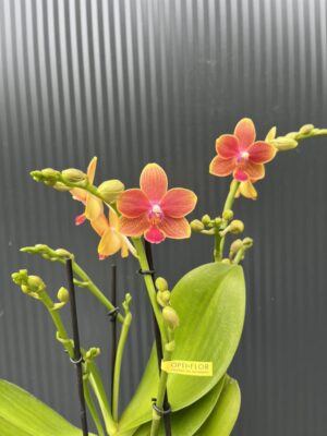 Phalaenopsis Aromio Tropical | Storczyk pachnący