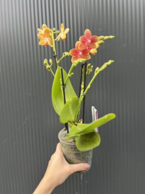 Phalaenopsis Aromio Tropical | Storczyk pachnący