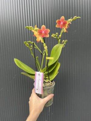 Phalaenopsis Aromio Tropical | Storczyk pachnący