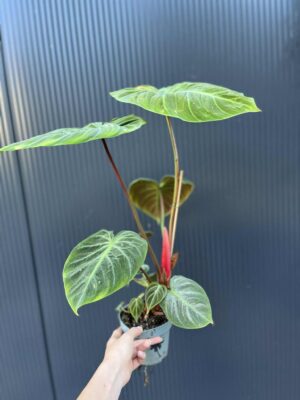 Philodendron ‘El Choco Red’ | Filodendron