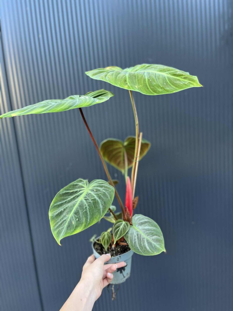 Philodendron ‘El Choco Red’ | Filodendron