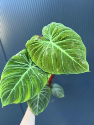 Philodendron ‘El Choco Red’ | Filodendron