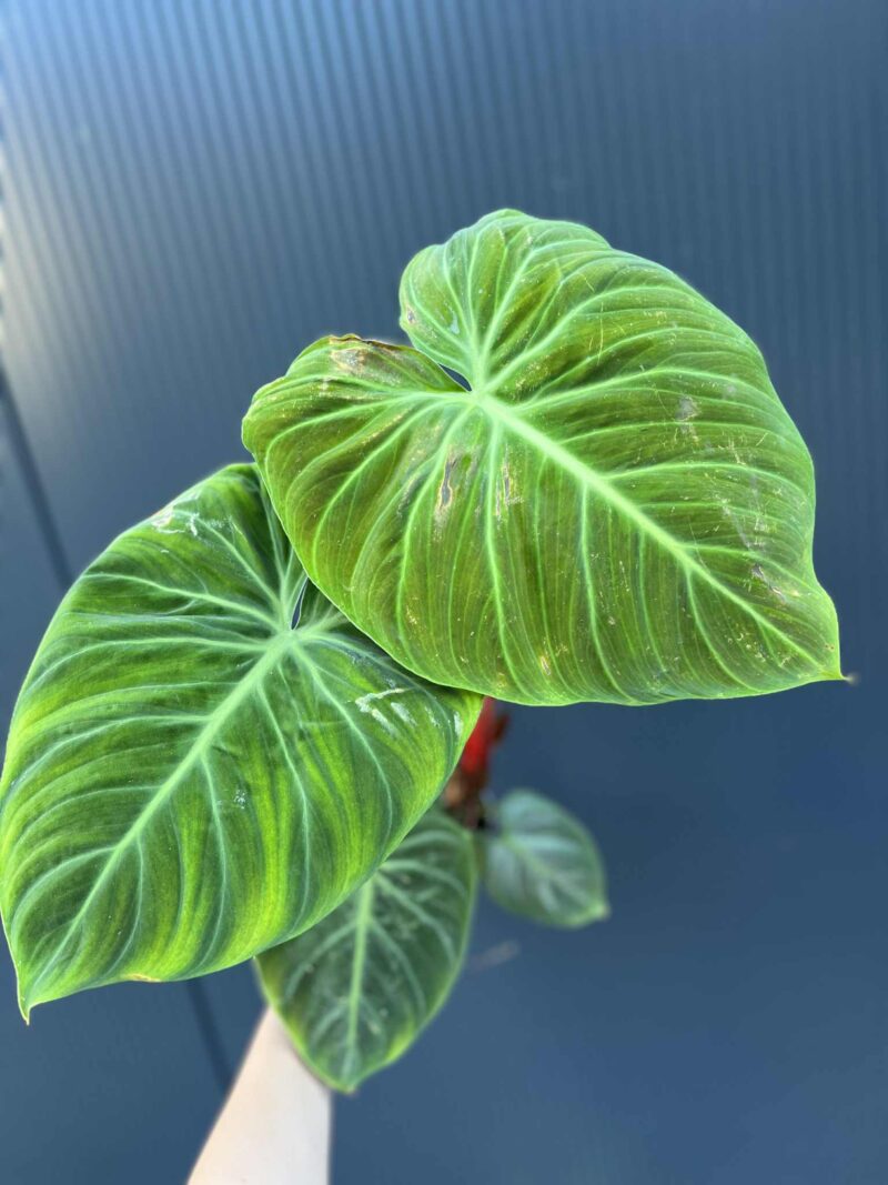 Philodendron ‘El Choco Red’ | Filodendron Philodendron ‘El Choco Red’ | Filodendron