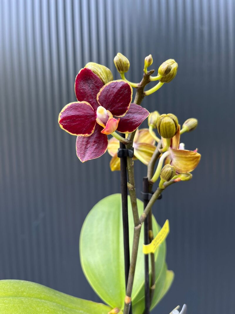 Phalaenopsis Sunrise Red Peoker ‘Esmee’ – maluszek | Storczyk Phalaenopsis Sunrise Red Peoker ‘Esmee’ – maluszek | Storczyk
