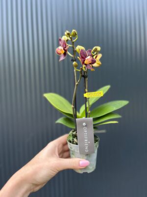 Phalaenopsis Sunrise Red Peoker ‘Esmee’ – maluszek | Storczyk