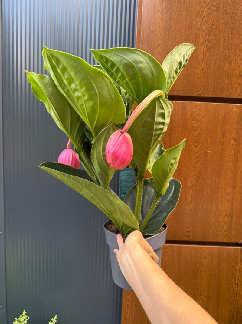 Medinilla ‘Flamenco’ Medinilla ‘Flamenco’