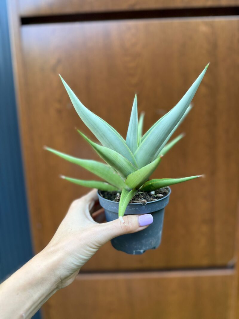 Sansevieria Chanin Crown Sansevieria Chanin Crown