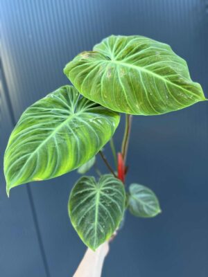 Philodendron ‘El Choco Red’ | Filodendron