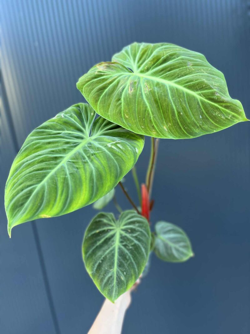 Philodendron ‘El Choco Red’ | Filodendron