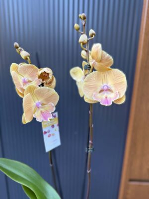 Phalaenopsis Limited 42 przekwitajacy
