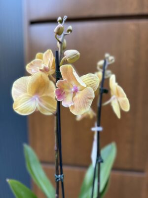 Phalaenopsis Limited 42 przekwitajacy