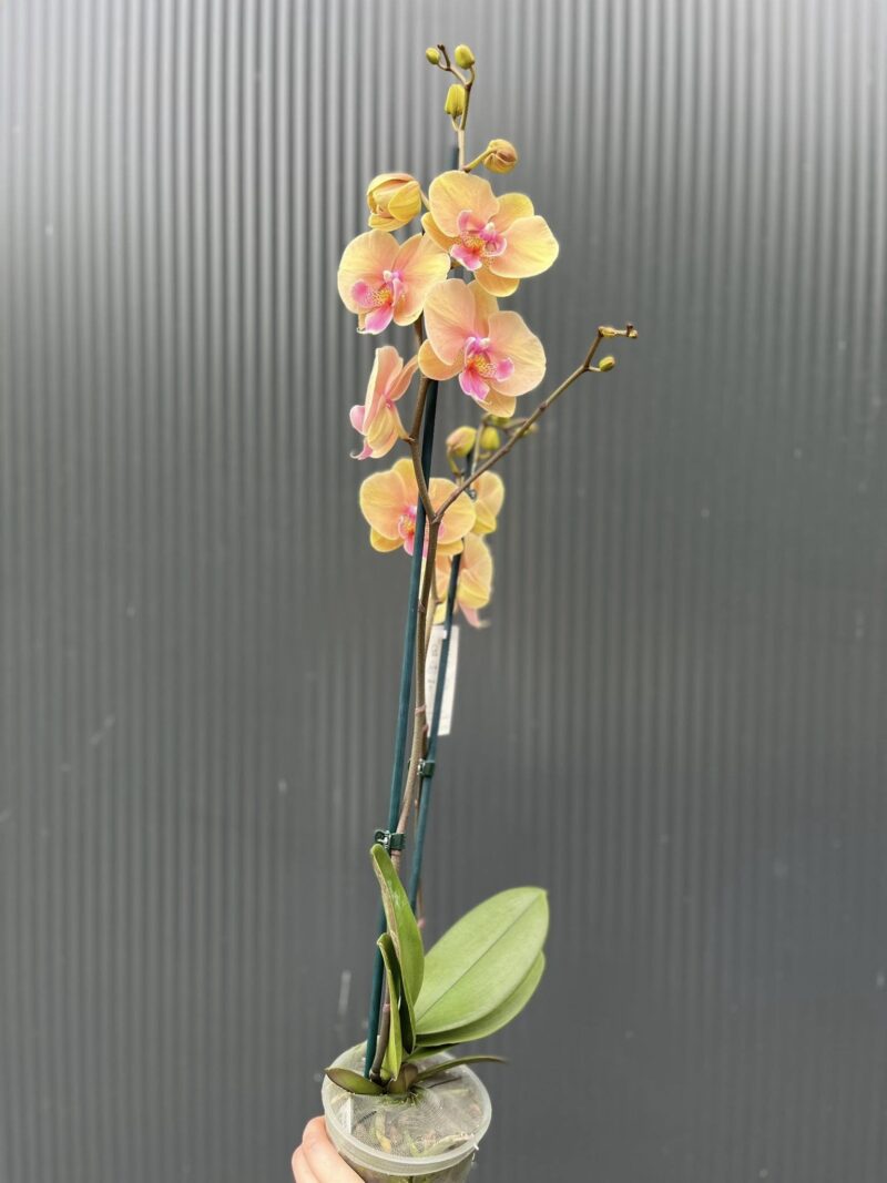 Phalaenopsis Allura Pleyel | Storczyk