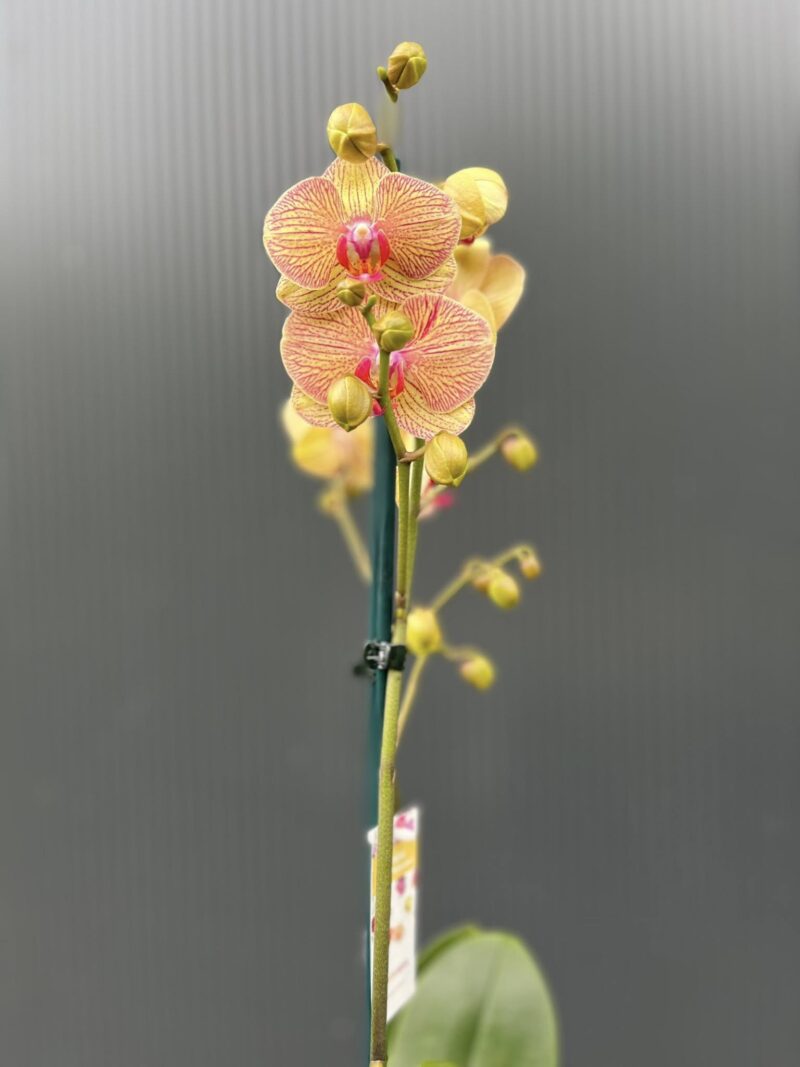 Phalaenopsis Limited 22 | Storczyk przekwitający