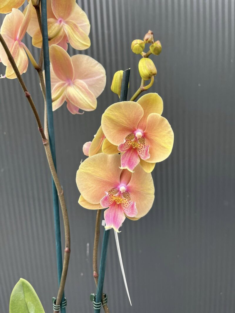 Phalaenopsis Allura Pleyel | Storczyk
