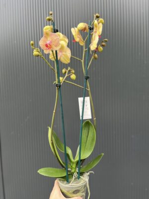 Phalaenopsis Limited 22 | Storczyk przekwitający