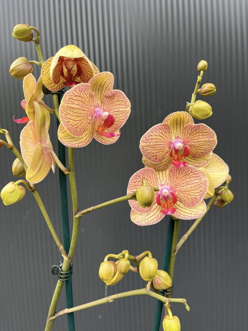 Phalaenopsis Limited 22 | Storczyk przekwitający