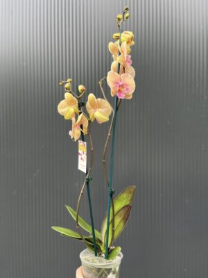 Phalaenopsis Allura Pleyel | Storczyk
