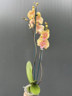 Phalaenopsis Allura Pleyel | Storczyk