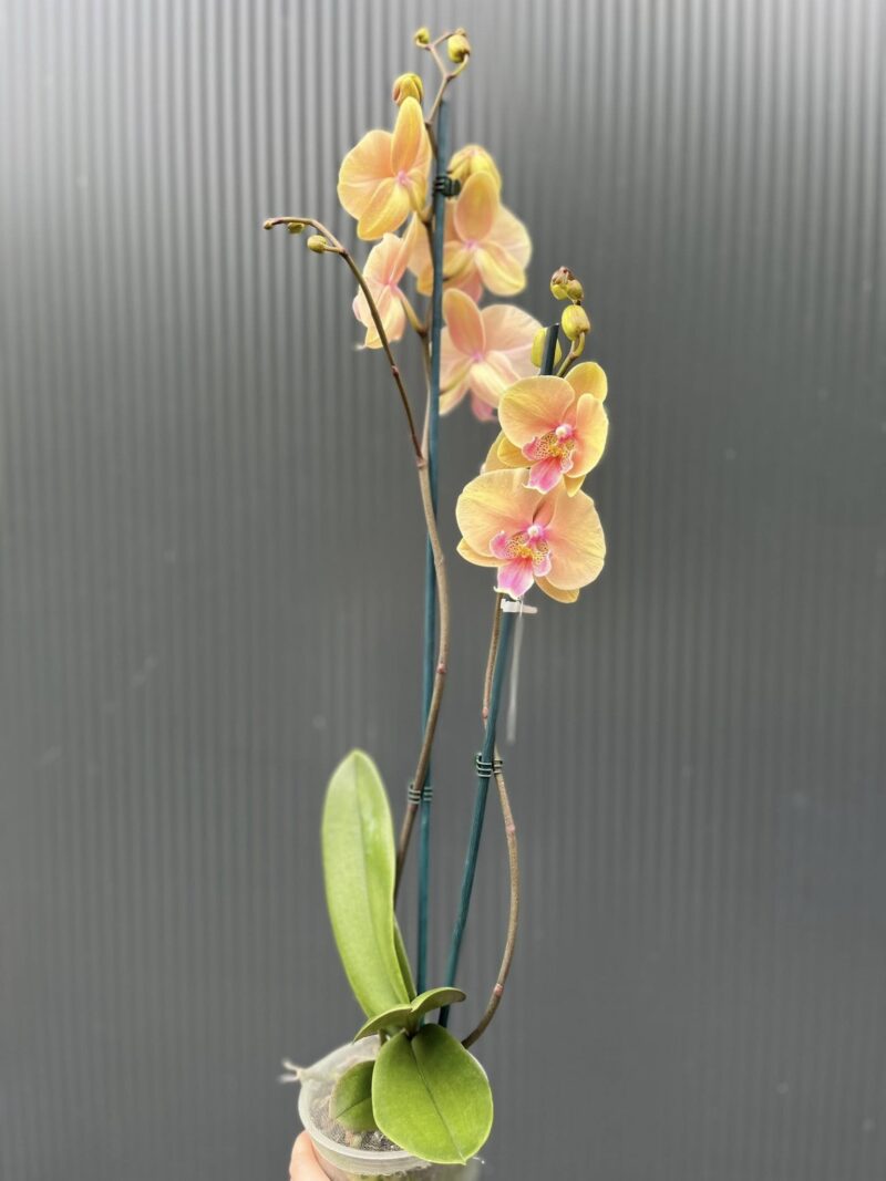 Phalaenopsis Allura Pleyel | Storczyk